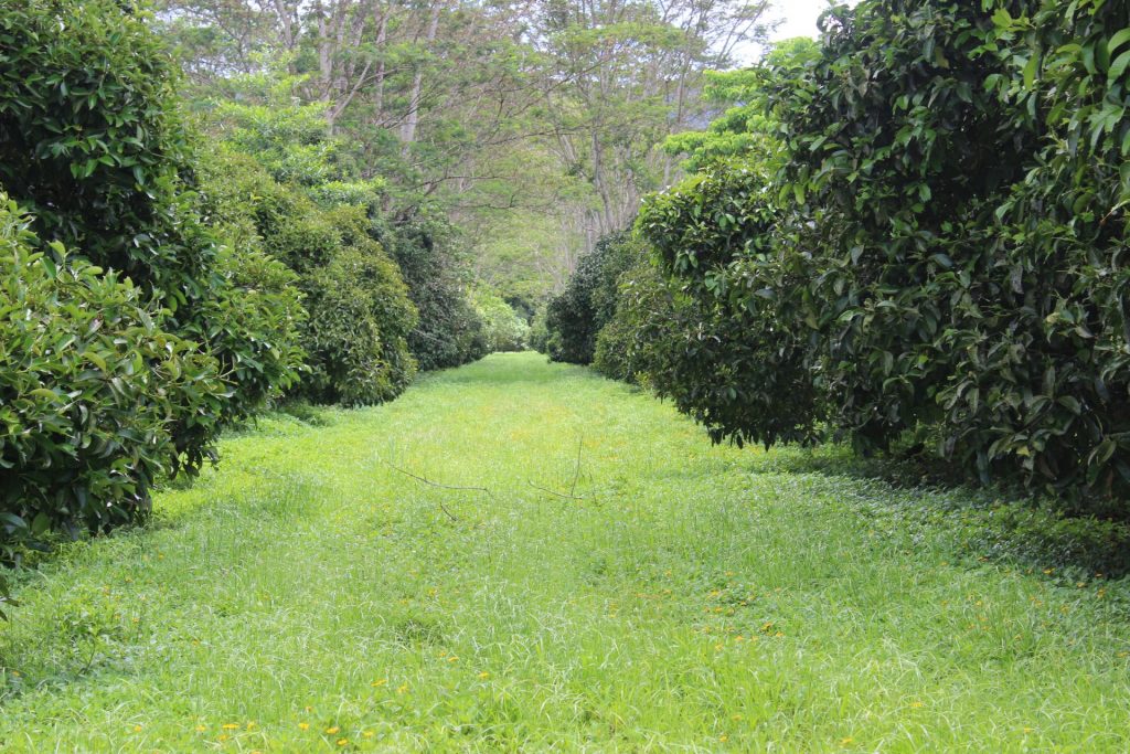 Exotic Groves property